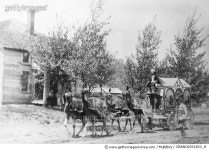 GRANC0091823_H | 게티이미지코리아 | CIRCUS: CAMELS, c1890. /nCircus camel team from Old John Robinsons show. Photographed... 