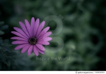 163630261 | 게티이미지코리아 | Flower Royalty-Free 이미지