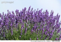 168725564 | 게티이미지코리아 | Fresh lavender flowers Royalty-Free 이미지