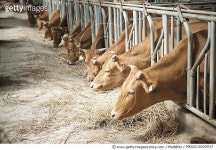 MKUD13000937 | 게티이미지코리아 | 여물먹는 소 Rights-Managed 이미지