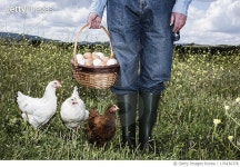 170436378 | 게티이미지코리아 | Farmer with organic eggs Royalty-Free 이미지