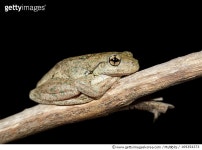 169354373 | 게티이미지코리아 | Perons Tree Frog (Litoria peroni) Royalty-Free 이미지