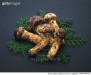 LARF13046529 | 게티이미지코리아 | Matsutake mushrooms Royalty-Free 이미지