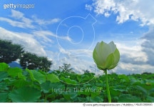 MLUD13000041 | 게티이미지코리아 | 두물머리, 연꽃 Rights-Managed 이미지