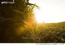 179190568 | 게티이미지코리아 | Corn field with a morning sunrise Royalty-Free 이미지