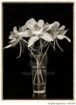 182102246 | 게티이미지코리아 | 3 Columbine flowers (Aquilegia hybrida) on black Royalty-Free 이미지