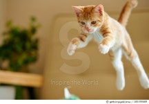 185195689 | 게티이미지코리아 | Jumping ginger kitten Royalty-Free 이미지