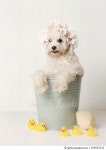 185053232 | 게티이미지코리아 | Bathtime! Royalty-Free 이미지