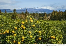 MMMD13000099 | 게티이미지코리아 | 밀감밭과 한라산, 제주 Rights-Managed 이미지