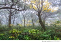 MMMD13000110 | 게티이미지코리아 | 비자림, 제주 Rights-Managed 이미지