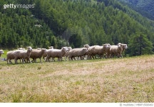 MBRF15026402 | 게티이미지코리아 | 대관령삼양양때목장, 양 Royalty-Free 이미지