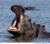 183804748 | 게티이미지코리아 | Hippo Yawn Royalty-Free 이미지