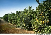 184267286 | 게티이미지코리아 | Ripe citrus grove Royalty-Free 이미지