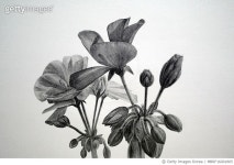 MBRF16001805 | 게티이미지코리아 | 제라늄, 일러스트, 연필화 Royalty-Free 이미지