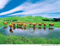 MMWD13000349 | 게티이미지코리아 | 한우, 충남 서산 Rights-Managed 이미지