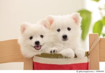 183842494 | 게티이미지코리아 | Spitz pets Royalty-Free 이미지