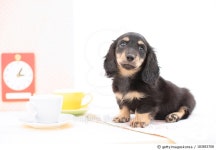 183853708 | 게티이미지코리아 | Miniature Dachshund Royalty-Free 이미지