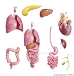 168832808 | 게티이미지코리아 | Human organs, artwork Royalty-Free 이미지