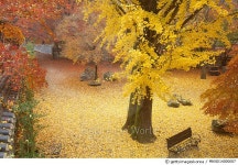 MKND14000007 | 게티이미지코리아 | 내장산국립공원, 전북 정읍 Rights-Managed 이미지