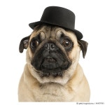 464579743 | 게티이미지코리아 | Close-up of a Pug puppy wearing a top hat Royalty-Free 이미지