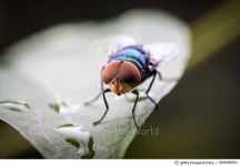 466648491 | 게티이미지코리아 | Macro of a waste fly on a leaf with dew drops Royalty-Free 이미지