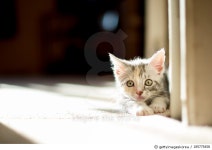 185775458 | 게티이미지코리아 | Small cat Royalty-Free 이미지
