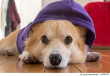 469011439 | 게티이미지코리아 | Corgi wearing a purple hoodie Royalty-Free 이미지