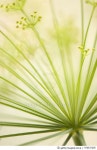 470537205 | 게티이미지코리아 | Dill Weed Covered With Dew Royalty-Free 이미지
