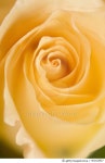 461102927 | 게티이미지코리아 | Yellow Rose Flower Close-up Royalty-Free 이미지