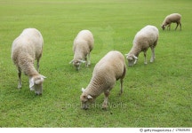 175635293 | 게티이미지코리아 | Small herd Royalty-Free 이미지