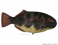 476870131 | 게티이미지코리아 | Dapedius is an extinct species of primitive ray-finned fish from the Triassic and Jurassic... 