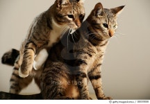 180193008 | 게티이미지코리아 | cat like bodycheck Royalty-Free 이미지