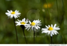 494160139 | 게티이미지코리아 | Four daisies in a row. Royalty-Free 이미지