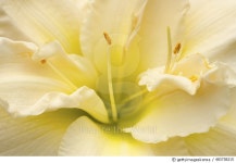 483738215 | 게티이미지코리아 | Pale yellow day lily. Royalty-Free 이미지