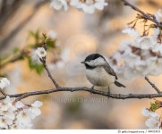 체리엔군닭이오 | 498323031 | 게티이미지코리아 | Chickadee in a Cherry Tree Royalty-Free 이미지