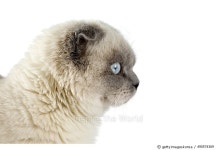 490574369 | 게티이미지코리아 | Scottish fold Royalty-Free 이미지