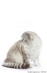 490574389 | 게티이미지코리아 | Scottish fold Royalty-Free 이미지