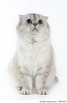 490574403 | 게티이미지코리아 | Scottish fold Royalty-Free 이미지