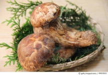 498162621 | 게티이미지코리아 | Matsutake mushroom Royalty-Free 이미지