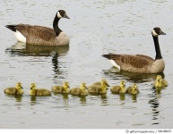 500188637 | 게티이미지코리아 | Canada goose with goslings Royalty-Free 이미지