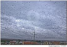 507180933 | 게티이미지코리아 | Free as a Bird Royalty-Free 이미지