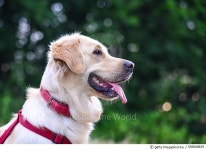 509068839 | 게티이미지코리아 | Portrait of a purebred Golden Retriever Royalty-Free 이미지