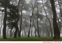 MHMD14000008 | 게티이미지코리아 | 경북 예천 금당실 천연기념숲, 소나무 Rights-Managed 이미지