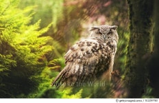 512297783 | 게티이미지코리아 | Owl in a tree Royalty-Free 이미지