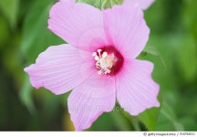 510762011 | 게티이미지코리아 | Pink cotton rose Royalty-Free 이미지