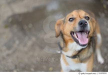 512535221 | 게티이미지코리아 | Farm dog Royalty-Free 이미지