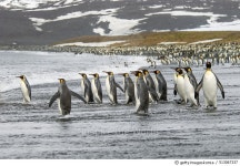 513067337 | 게티이미지코리아 | A group of king penguins, Aptenodytes patagonicus on South Georgia Island. Royalty-Free 이미지