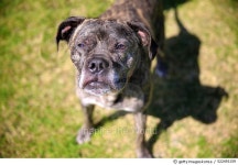 522493159 | 게티이미지코리아 | Shelter Dog Stories Royalty-Free 이미지
