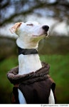 522493189 | 게티이미지코리아 | Shelter Dog Stories Royalty-Free 이미지