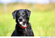 522493225 | 게티이미지코리아 | Shelter Dog Stories Royalty-Free 이미지